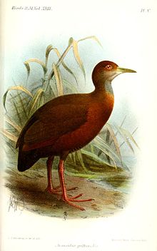 Red-throated wood rail httpsuploadwikimediaorgwikipediacommonsthu