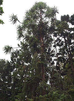 Descrição da imagem Araucaria-hunsteinii.jpg.