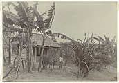 Arbeiderswoning te midden van bananenbomen op plantage Johanna-Catharina, met twee poserende mensen.