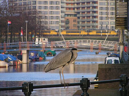 Ardea cinerea Amsterdam