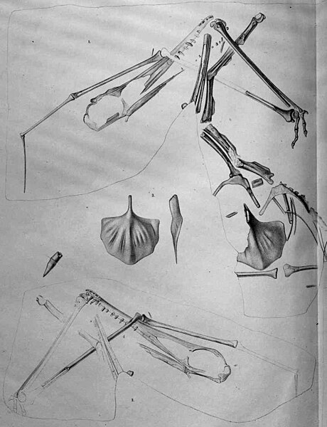 File:Ardeadactylus longicollum holotype.jpg