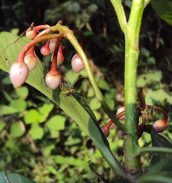 File:Ardisia solanacea 04.JPG