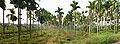 Areca catechu çiftliği Kerala, Hindistan