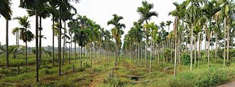 Areca farm Areca farm.jpg