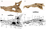 Miniatura para Arenysuchus