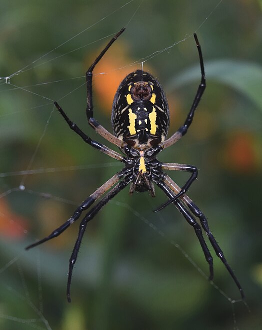 Argiope Aurantia Wikiwand