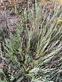 Artemisia pauciflora