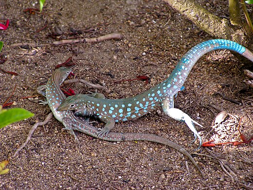 Whiptail. Амейва обыкновенная. Teiidae.