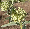 Asclepias erosa