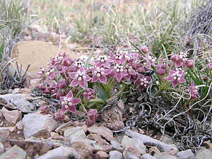 Asclepias uncialis