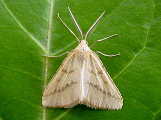 <i>Aspitates ochrearia</i> Species of moth