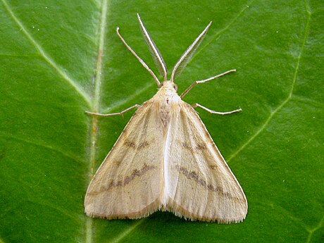 File:Aspitates ochrearia.jpg