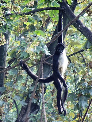 Geoffroys edderkoppeabe (Ateles geoffroyi)