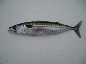 Atlantic mackerel fish.jpg