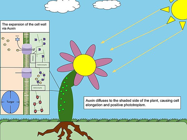 Auxin diffuses along the shaded side of the plant, and causes cellulose in the cell wall to break, allowing turgor (water pressure) to expand the cell