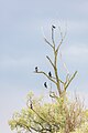 Aves en el Delta del Danubio, Rumanía, 2016-05-28, DD 27.jpg