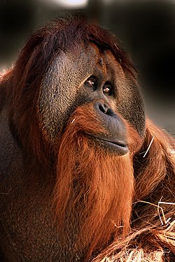 Azy (orangutan) at the Indianapolis Zoo.jpg