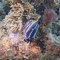 * Nomination: Nudibranch (Felimare bilineata), Arrábida Natural Park, Portugal --Poco a poco 07:44, 12 July 2022 (UTC) * * Review needed