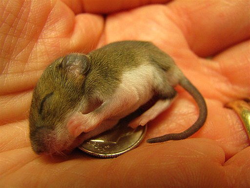 Baby Mouse Rehabber