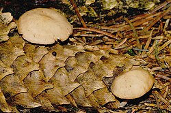 Valgomasis tampriukas (Strobilurus esculentus)