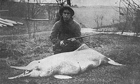 Baiji Dolphin killed by Charles Hoy 1914.jpg