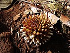 Balanophora fungosa 1 Madikeri Coorg India.JPG