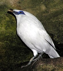 Bali.starling.arp.jpg