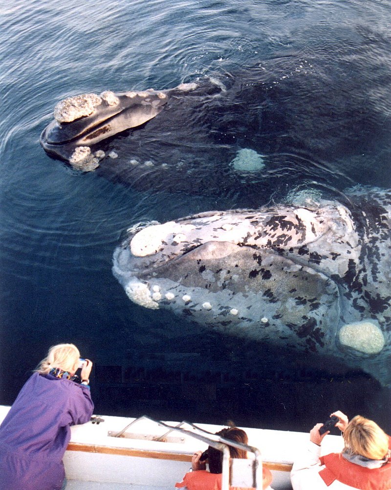 Visit the USA: Where to Go Whale Watching in 5 Western U.S. States