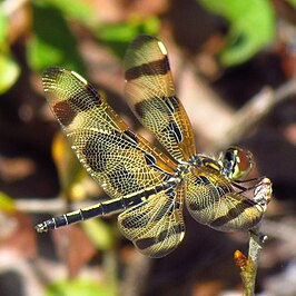 Celithemis fasciata