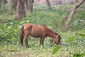 Bangladais alezan.