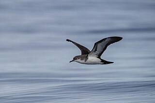 <span class="mw-page-title-main">Bannerman's shearwater</span> Species of bird