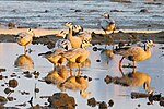 Thumbnail for File:Bar-headed Geese spotted at the Basai Wetland early in the morning.jpg