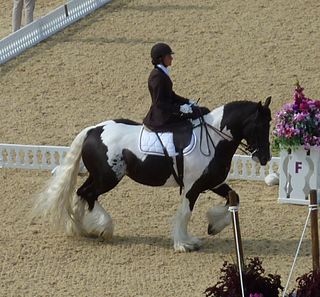 Barbara Minneci Belgian para-equestrian