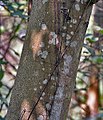 Bark of تريمة شرقية at Kolkata, West Bengal, India