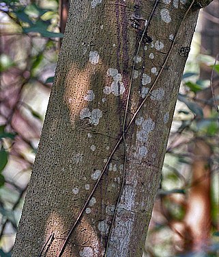 Bark I IMG 3300.jpg