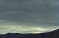 Migrating flock at end of summer; Greenland