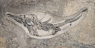 Un squelette de Barracudasauroides panxianensis collecté dans l'anisienne Formation Guanling.