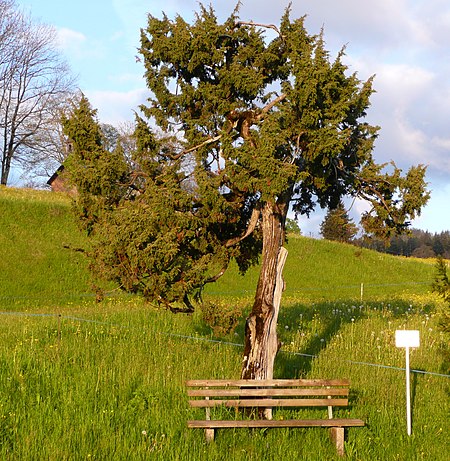 Baumförmiger Wacholder (Ammenegg)