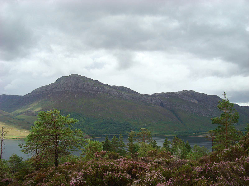 File:Beinn Eighe Pinus sylvestris 3.jpg