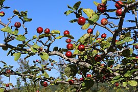 Midland hawthorn