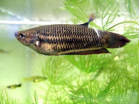 Betta splendens female.jpg