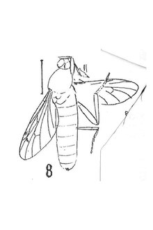 Bibio marginatus (Ungeri var) mâle Oustalet 1937 éch. A26 x3 p. 335 pl. XXI Diptères du Stampien d'Aix-en-Prrovence.pdf