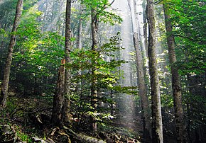 Old-growth European beech forest in Biogradska Gora National Park, Montenegro Biogradska suma.jpg