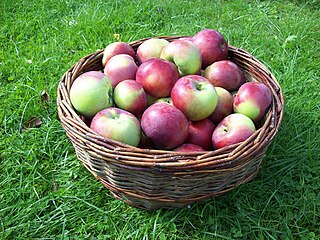 Birgit Bonnier Apple cultivar