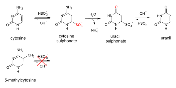 bisulfite sequencing