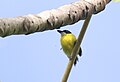 Černohlavý tody-flycatcher2.jpg