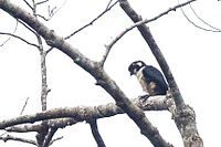 Қара жіңішке Falconet.jpg