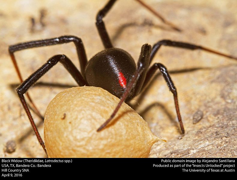 File:Black Widow with egg sac (Theridiidae, Latrodectus spp.) (25790527134).jpg