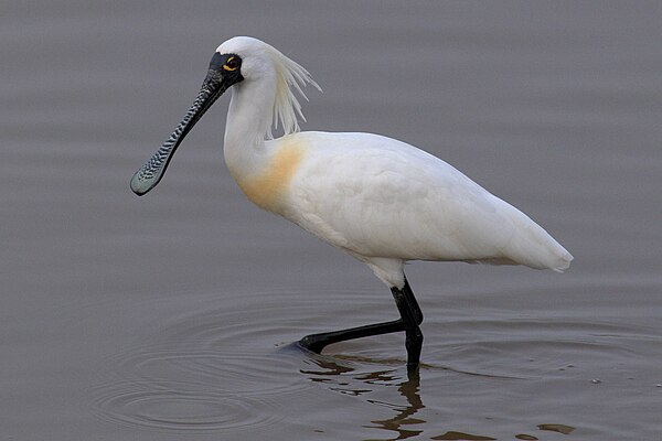 Image: Black faced spoonbill at Niigata