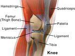 Blausen 0597 KneeAnatomy Side.png